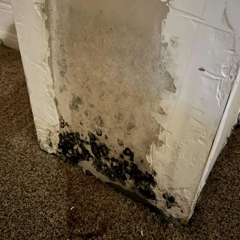 Professional Mold Removal in Denair, CA
